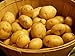 SEED POTATOES - 5 lb Yukon Gold * Organic Grown * Non GMO * Virus & Chemical Free * Ready for Spring Planting *