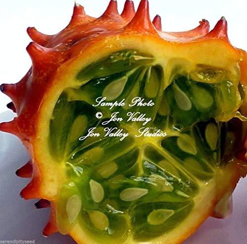 African Horned Cucumber Cucumis metuliferus Non GMO Seeds Kiwano African Native 40 Seeds with Tracking
