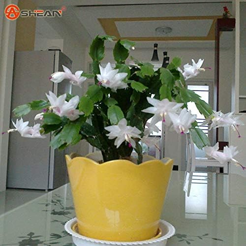 AGROBITS White Schlumbergera Bonsai Balcony Bonsai Perennial Flower Schlumbergera Zygocactus Truncatus Bonsai 100 Pieces/Lot
