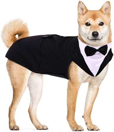 labrador wedding outfit