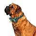 KUDES 2 Pack/Set Christmas Snowflake Dog Collars Breakaway with Bow Tie and Bells for Cat and Small/Medium/Large Pets, Red & Green (M(11.8”-17.8”), Red+Green 2)thumb 1