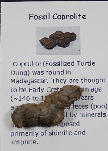 Fossil Collection (13 pc.) with ID Cards & Trilobite, Sharks teeth, Coprolite (fossilized Turtle Poop) Educational Dancing Bear Brand.