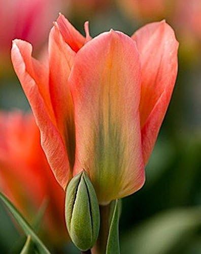 Viridis Hortus - 30 x Apricot Emperor Fosteriana Tulip Bulbs - Available in Packs of 10, 20, 30 & 40 (We ONLY Ship This Item with-in UK)