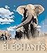 INCROYABLES ELEPHANTS by