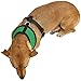 OxGord Pet Control Harness for Dog & Cat Easy Soft Walking Collar, Medium, Hunter Green