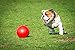 BOOMER BALL 10 inch, Virtually Indestructible Best Dog Toy, Boredom Busting Football, Tough&Durable Large Dog Ball, Floats on Water, Great for Mental Stimulation&High Energy Dogs, Assorted Colours