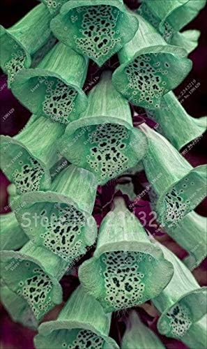 Amazon ジギタリスの花の種苗木苗木秋の季節花の種類鉢植えの植物100種子 花