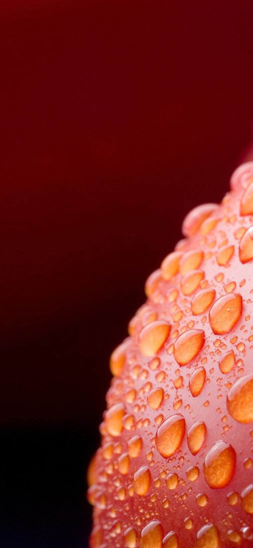 PeelitStickit Tomatto, Beautiful Nature Wall Murals, ID-3261, vinyl