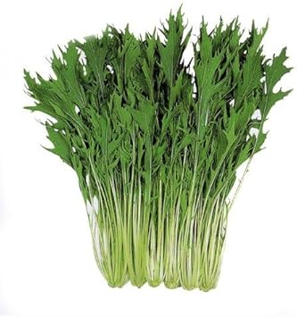 Amazon 水菜 種 早生はりはり京水菜 小袋 約8ml 野菜