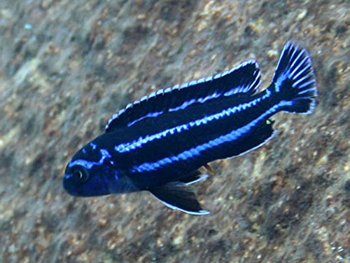 Pair of Electric Blue Maingano African Cichlid - Live Tropical Aquarium Fish