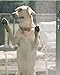 Phifer Pet Screen 48 in. x 84 in. Kit