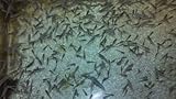 10 Live Mosquito Fish (Koi Pond) Aquarium Feeder Fish Hardy Guppy Begginer