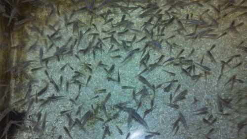 10 Live Mosquito Fish Koi Pond Aquarium Feeder Fish Hardy Guppy