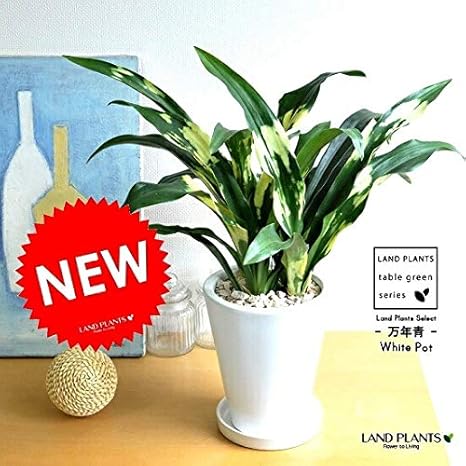 Amazon Land Plants 万年青 オモト 宝船 白色 スリム型 トール陶器鉢 御祝い品 縁起物 観葉植物 オンライン通販