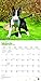 Bull Terriers 2019 12 x 12 Inch Monthly Square Wall Calendar, Animals Dog Breeds Terriers