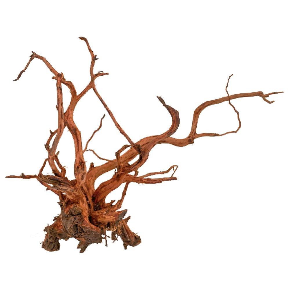 Amtra Wood Red Spider King - Size XS 10-25 cm, Natural Wood Decoration for Aquariums, Natural Trunk Ornament, Terrarium Decor Accessory