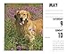 Just Goldens 2020 Box Calendar (Dog Breed Calendar)