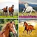 Horse Party Favor Supplies 60 Piece Bundle for Horse Themed Birthdays, Cowboy/Cowgirl, & Farm Parties (12 Horse Wristbands, 12 Horse Pencils, 12 Mini Plastic Toy Horses, 24 Horse Stickers)