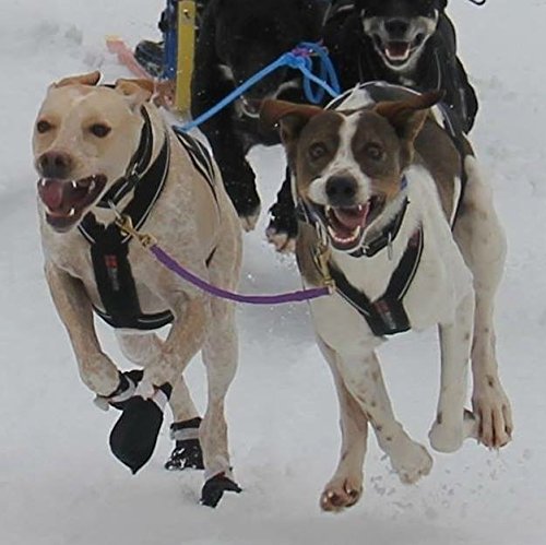 Non-stop dogwear X Back Harness for Pulling, Sledding, Canicross, Bikejoring & Mushing (9.5) - Thumbnail 5