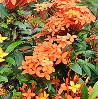 JS STOCKS Rugmini (IXORA COCCINEA) Chethi Plant (Live Plant. Variety Of Rugmini) 1- Healthy Plant