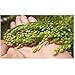 Ikshvaku Organics Proso Millet | Chena | Broomcorn | Natural Indian Farm Products from Karnataka | ONE Pack
