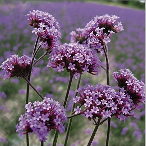 Flower - Kings Seeds - Picture Packet - Verbena bonariensis - 250 Seed
