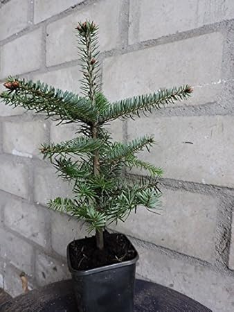 10 Stk. Nordmanntanne Bakuriani - (Abies nordmanniana Bakuriani), Topfware 12-18 cm 4 jährig