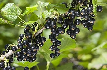 National Gardens Black Currant Fruit Seeds (Multicolour, Pack of 10)
