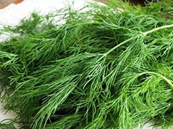 1,000+ Long Island Mammoth Dill Seeds Packed for 2015
