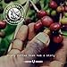 MULE Artisan Coffee - CONDOR Medium Roast Colombian Coffee Beans | Best Fresh Gourmet Aromatic Blend | Fair Trade Single Origin Highest Quality Artisan Whole Beans.