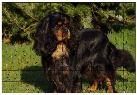 Cavalier King Charles Spaniel Noir Marron Clair Pour