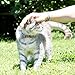 Pettsie Breakaway Cat Collar Bowtie, Matching Friendship Bracelet, Soft and Comfortable Cotton for Sensitive Skin, Carton Box, D-Ring for Accessories, Easy Adjustable Size 8-11 Inches, Blue