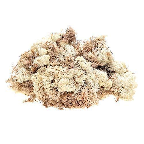 INERRA Finland Moss - Natural - Reindeer Moss Craft Plants Pots Flowers Display Modelling (150 Grams)