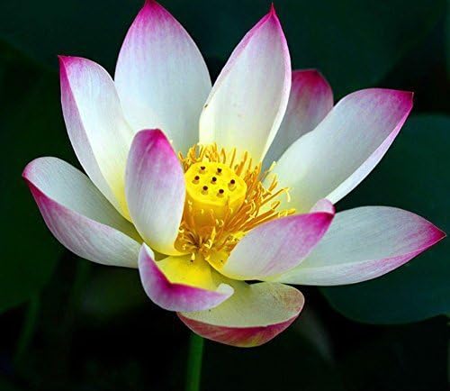 Solution Seeds Farm Hierloom New Wild White Red Lotus Flower Seeds,2 Seed, E-Z to Grow Perennial Pond Plant (SEEDS)