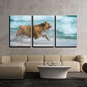 Bulldog Running Wild - 3 Panel Canvas Art