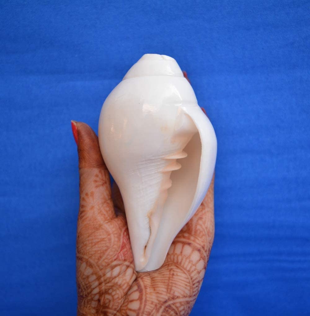 Original Blowing Shankh (VAMAVARTI BAJNEWALA) Conch