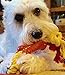 DOG CHEW & TUG Bone for Smaller Breeds and Puppies by Mary & Kate Pets, Great for Puppy Play, Training, Fetch, Rope Tug of War and Interactive Games