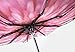 Jenabee® Blooming Flower Black Vinyl UV Protective Canopy Parasol UPF 40+ Sun Block Umbrella Summer Shady Sun Umbrella