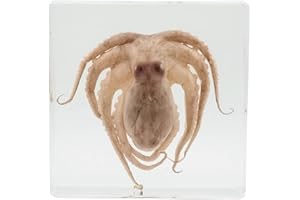 FlyingBean Real Octopus Specimens in Resin Paperweight Crafts, Animal Taxidermy Collection for Science Education & Desk Ornament (Octopus)