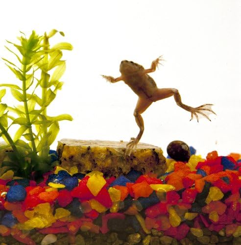 Natural Aquatics Frog Aquarium Sibling 2 Pack