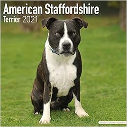 American Staffordshire Terrier Gestromt Mit Weiss Tier Portrait Osterreich Stockfotografie Alamy
