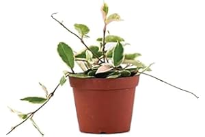American Plant Exchange Live Hoya Carnosa Krimson Queen Plant, Wax Plant, Plant Pot for Home and Garden Decor, 6" Pot