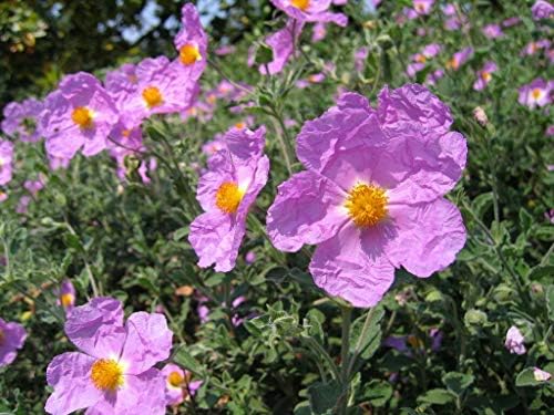 Seeds PACAKGE ONLY NOT Plants: Cistus Incanus ()