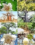 Adansonia DIGITATA Rare Baobab Bottle Tree Bonsai