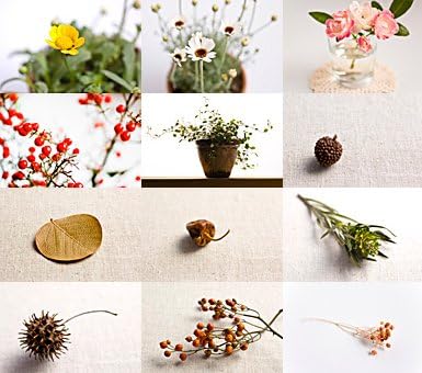 Amazon 商用ok かわいい植物の写真素材集 かわいい 味わいのある植物を225枚以上収録 Pcソフト ソフトウェア