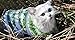 Striped Cat Sweaters Kitty Sweater for Cats Knitwear,Small Dogs Kitten Clothes Male and Female,High Stretch,Soft,Warm (XS, Green)