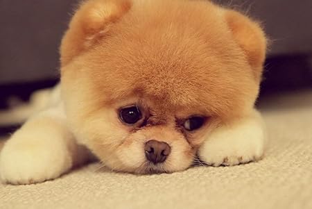 Amazon Co Jp 特大 ポスター ポメラニアン犬の品種顔鼻目耳足 壁紙ウォールステッカーポスター 594x4mm Generic