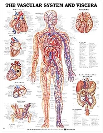 Human Vascular System and Viscera Anatomical Poster Chart,Silk,Large Size: 24" Width x 32" Height, for Classroom, Clinic, Hospital, Doctor's Office Used