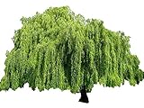Weeping Willow Tree - Salix babylonica - Heavy - Established - Roots 1 Trade Gallon Pot - 1 Plant by Growers Solution