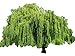 Weeping Willow Tree - Salix babylonica - Heavy - Established - Roots 1 Trade Gallon Pot - 1 Plant by Growers Solution